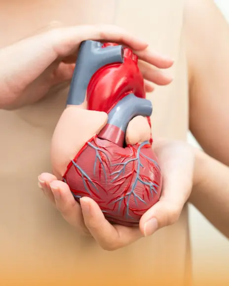 Cuidado integral del corazón y vitalidad mediante nutrición para reducir riesgos cardiovasculares